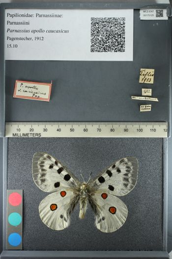 Media type: image;   Entomology 175125